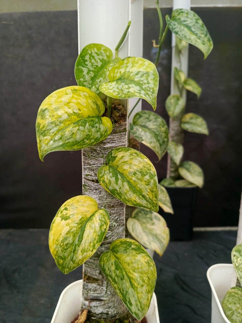 Scindapsus Exotica "Geulis Peasun"