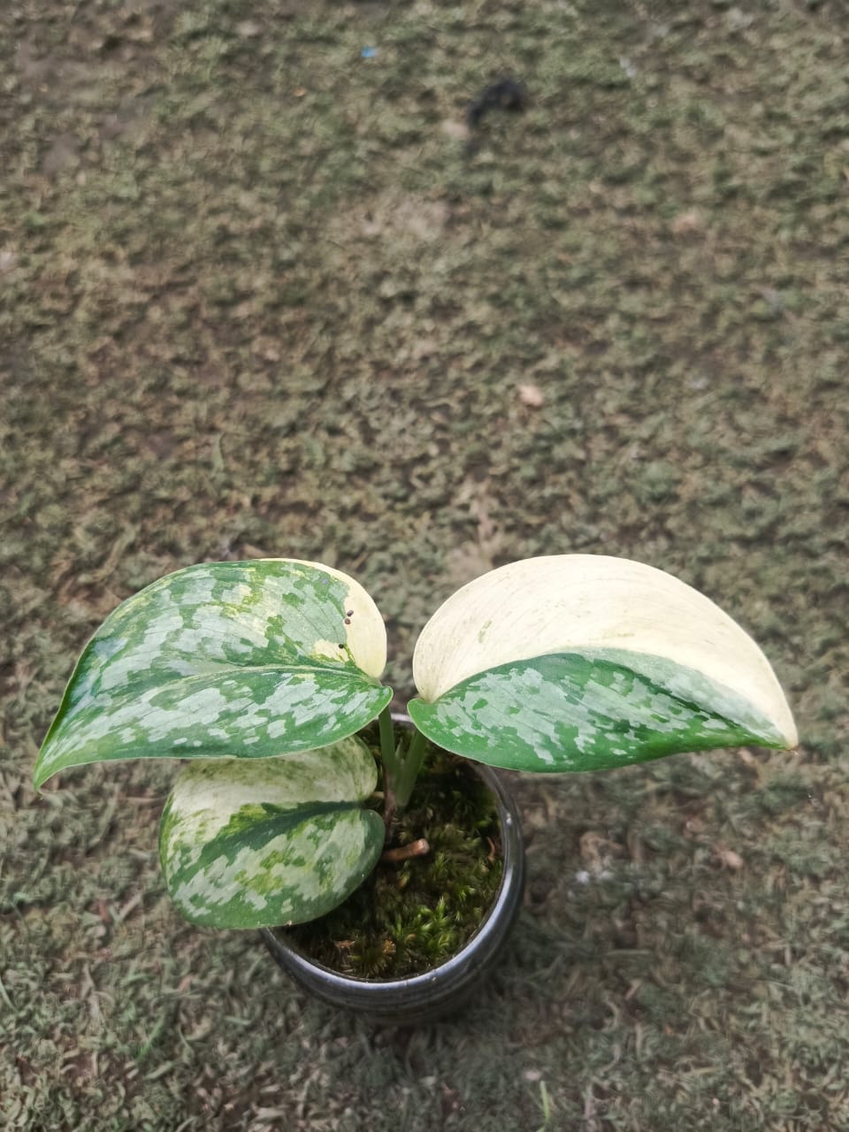 Scindapsus Exotica "Kencana"