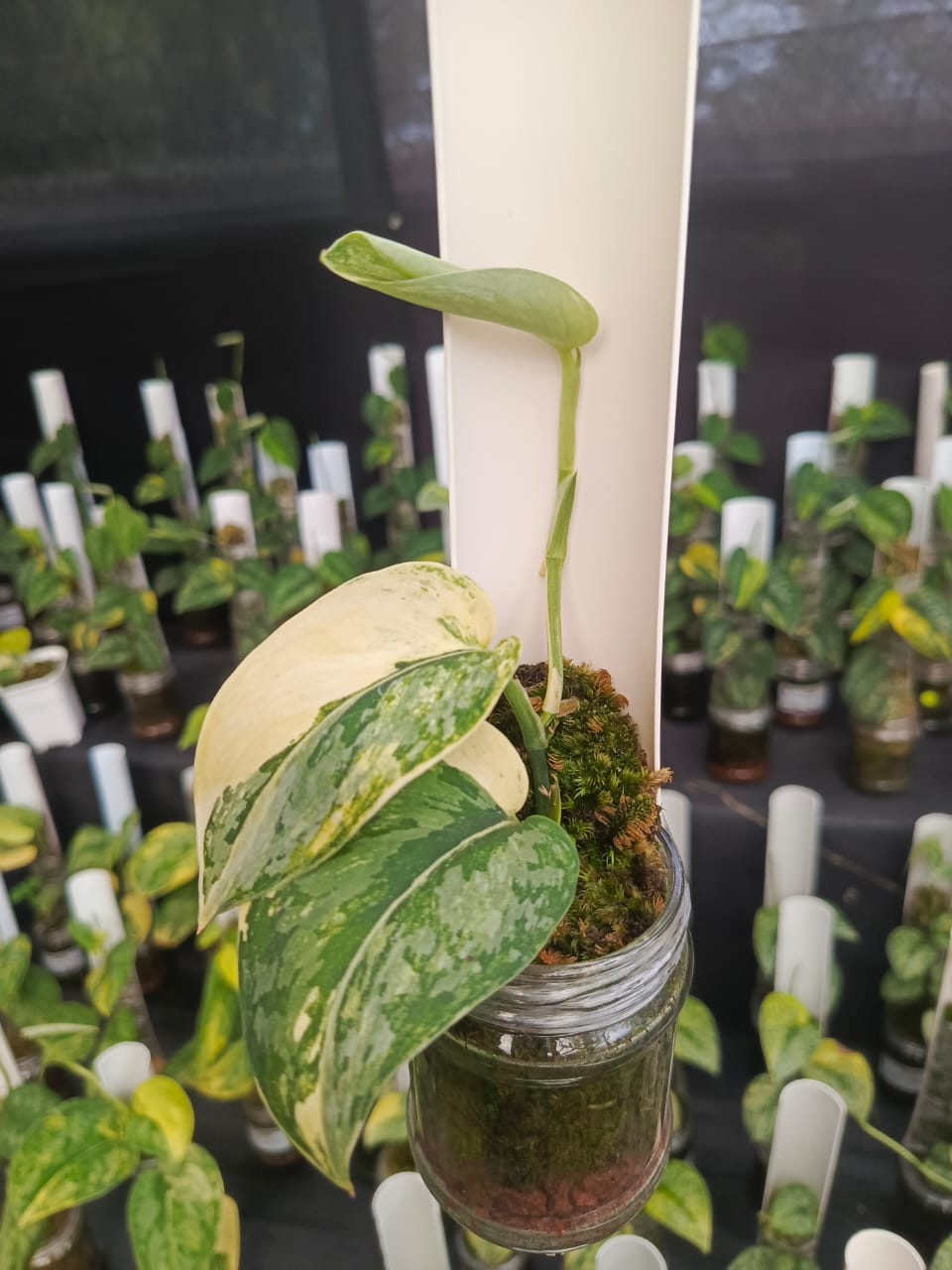 Scindapsus Exotica "Sadewa"