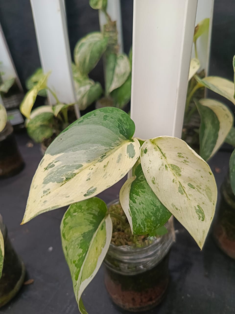 Scindapsus Exotica "Siliwangi"