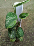 Scindapsus Exotica Sp Sumatra Mutation