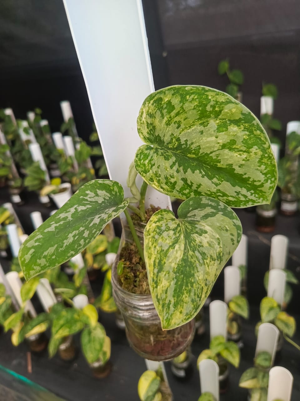 Scindapsus Exotica "Yellow Coral"