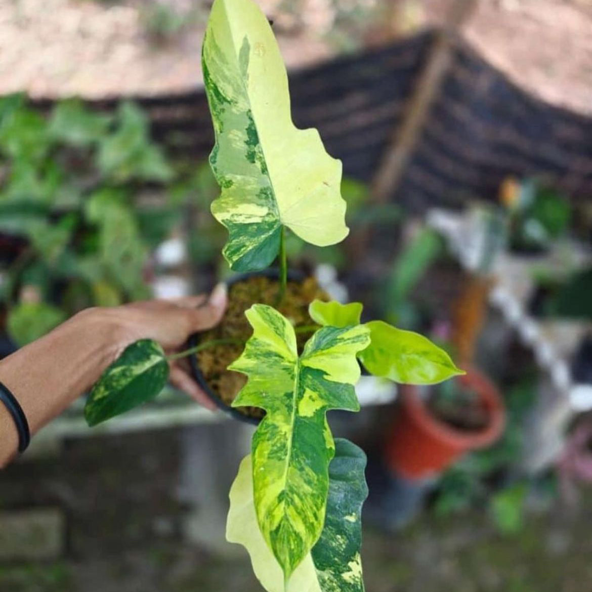 Philodendron Florida Beauty x Mayoi