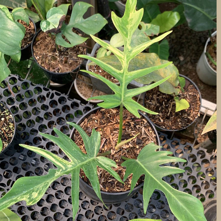 Philodendron Florida Beauty x Tortum