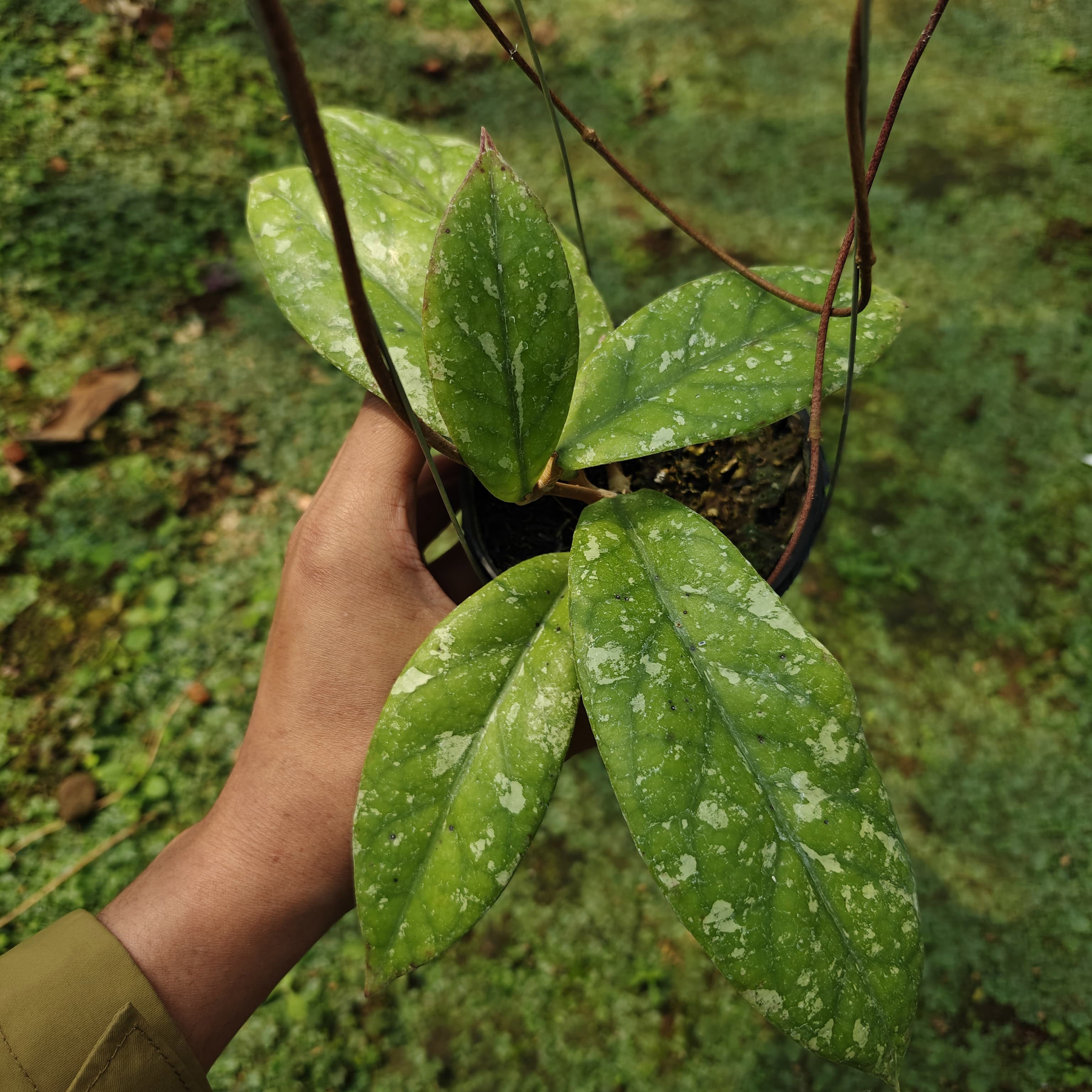 Hoya Forbesii Tabalong