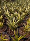 Sansevieria Francisii