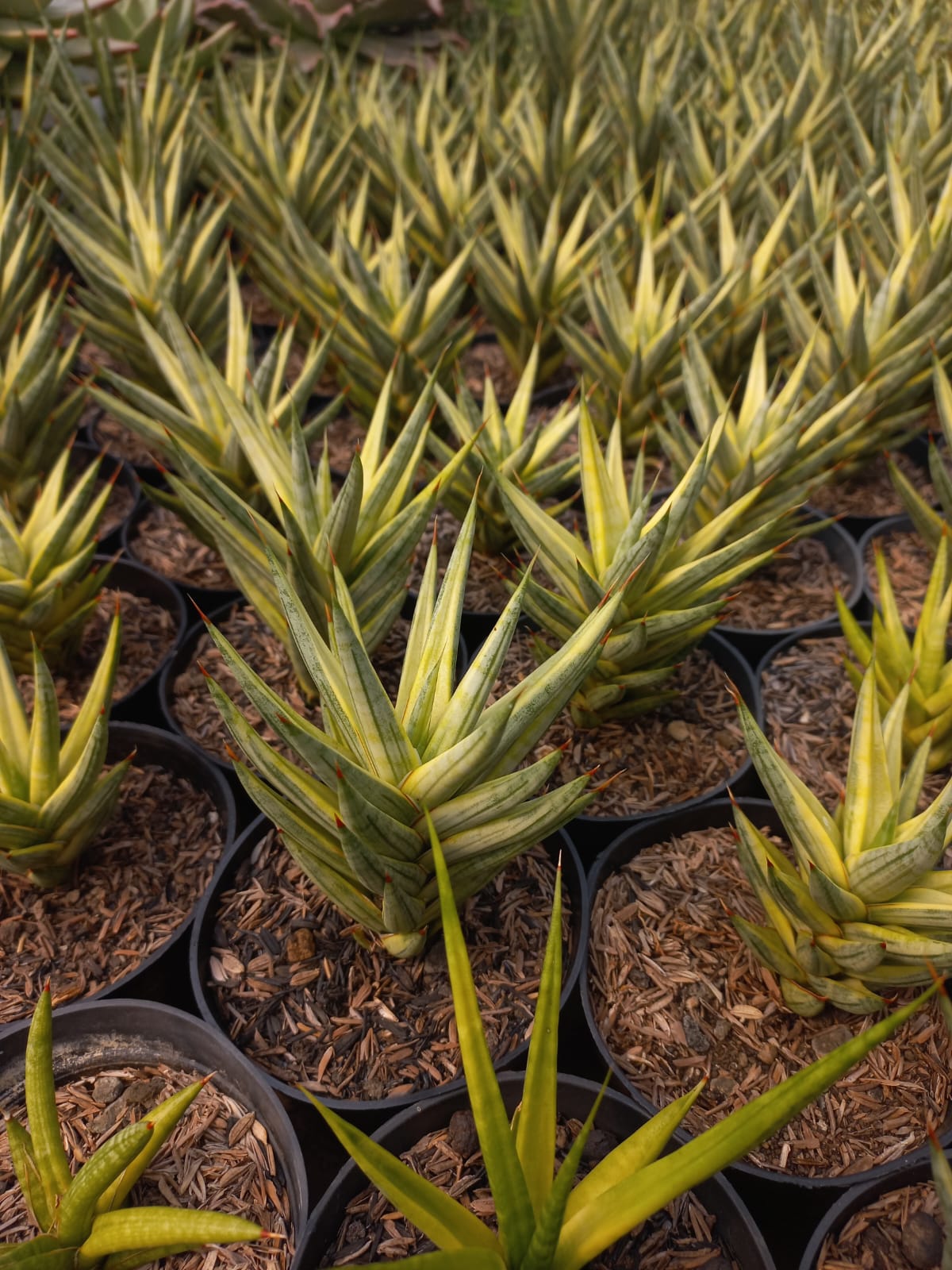 Sansevieria Francisii