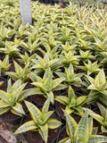 Sansevieria Gabriella