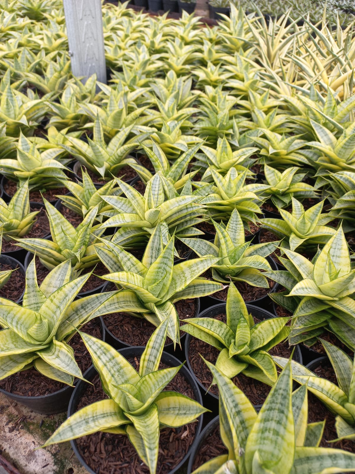 Sansevieria Gabriella