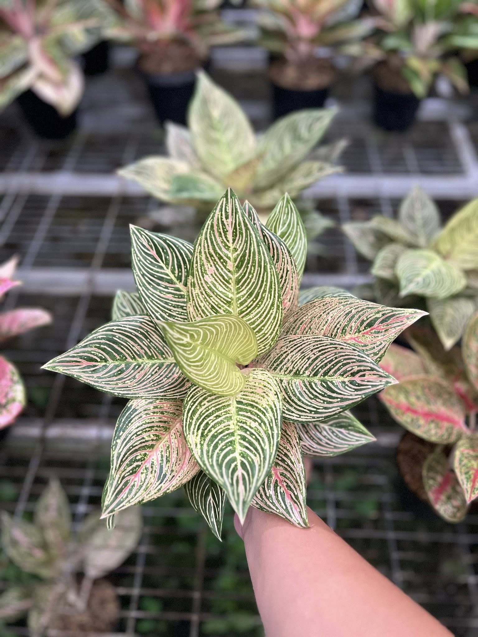 Aglaonema Golden Hope