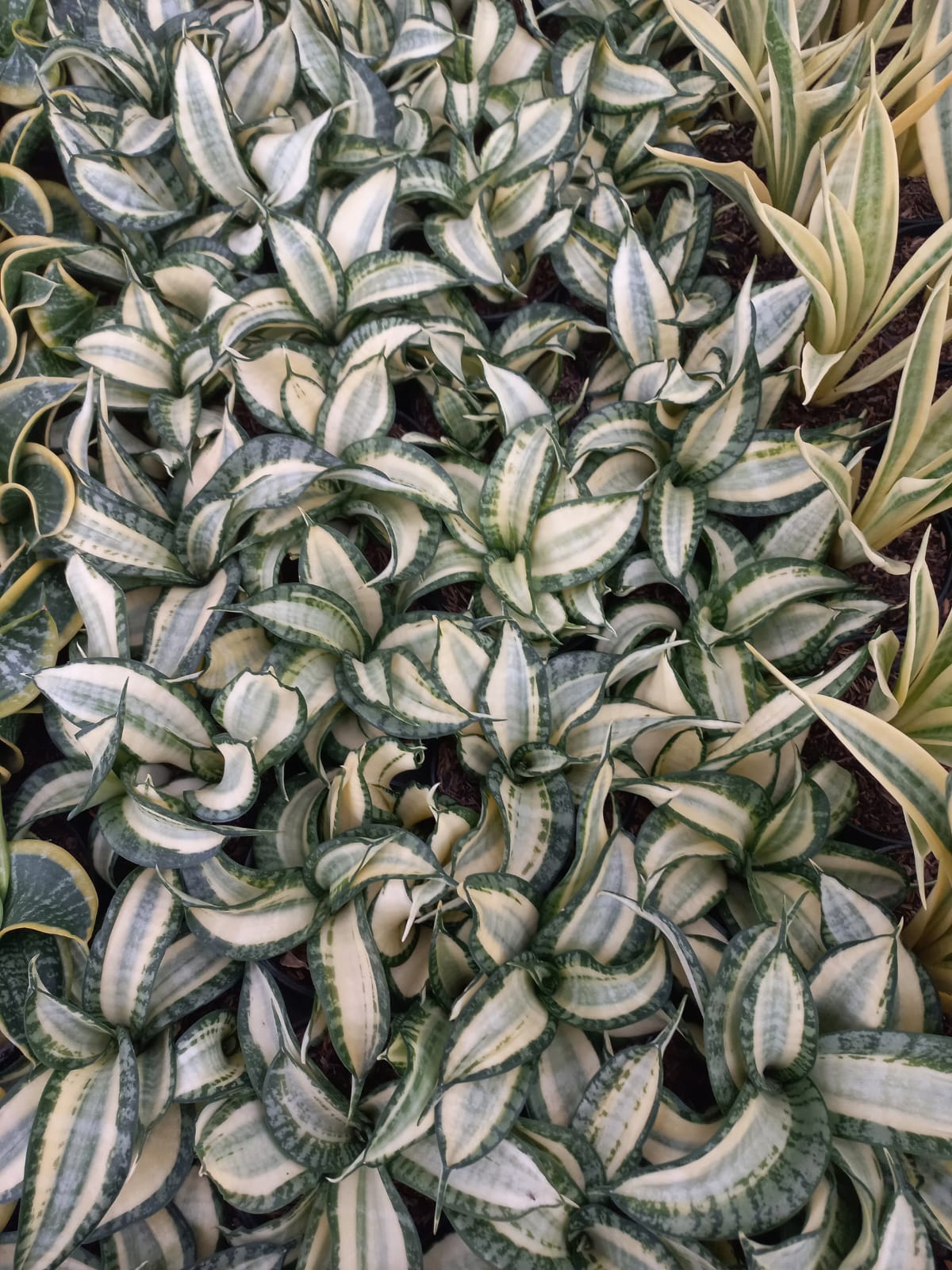 Sansevieria Golden Wendy