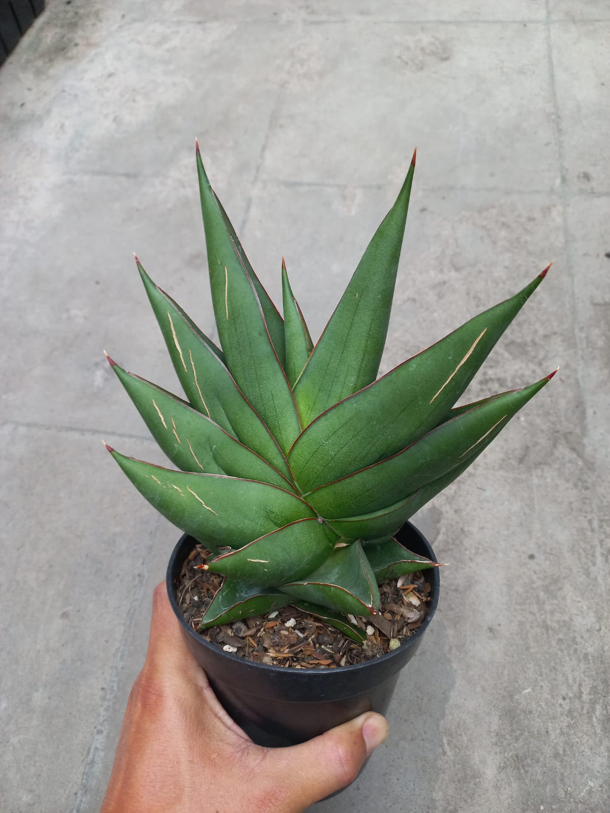 Sansevieria Goplem