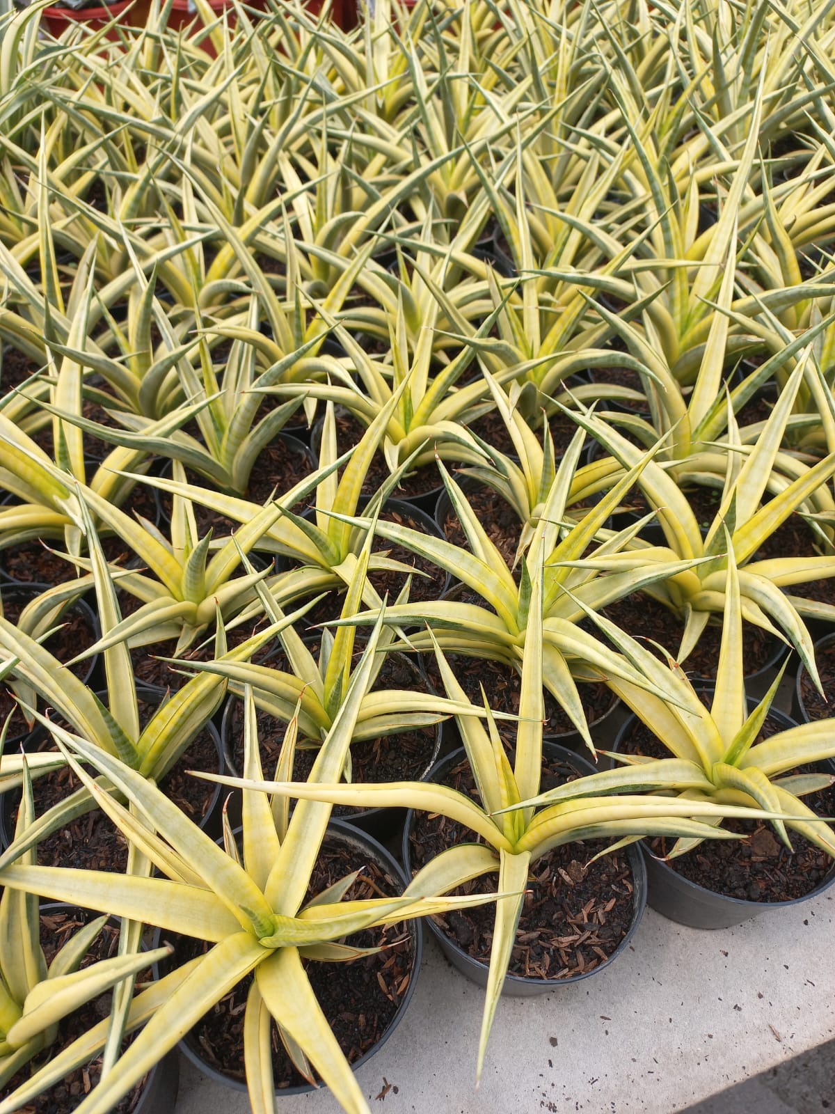 Sansevieria Gracillima