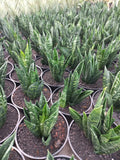 Sansevieria Hahnii Gaster