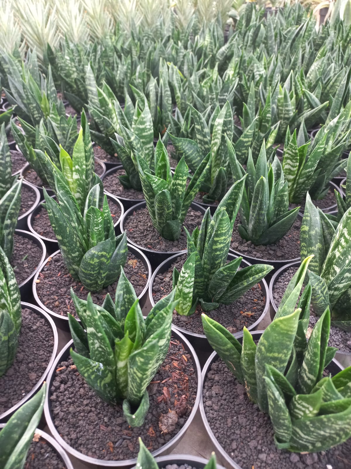 Sansevieria Hahnii Gaster