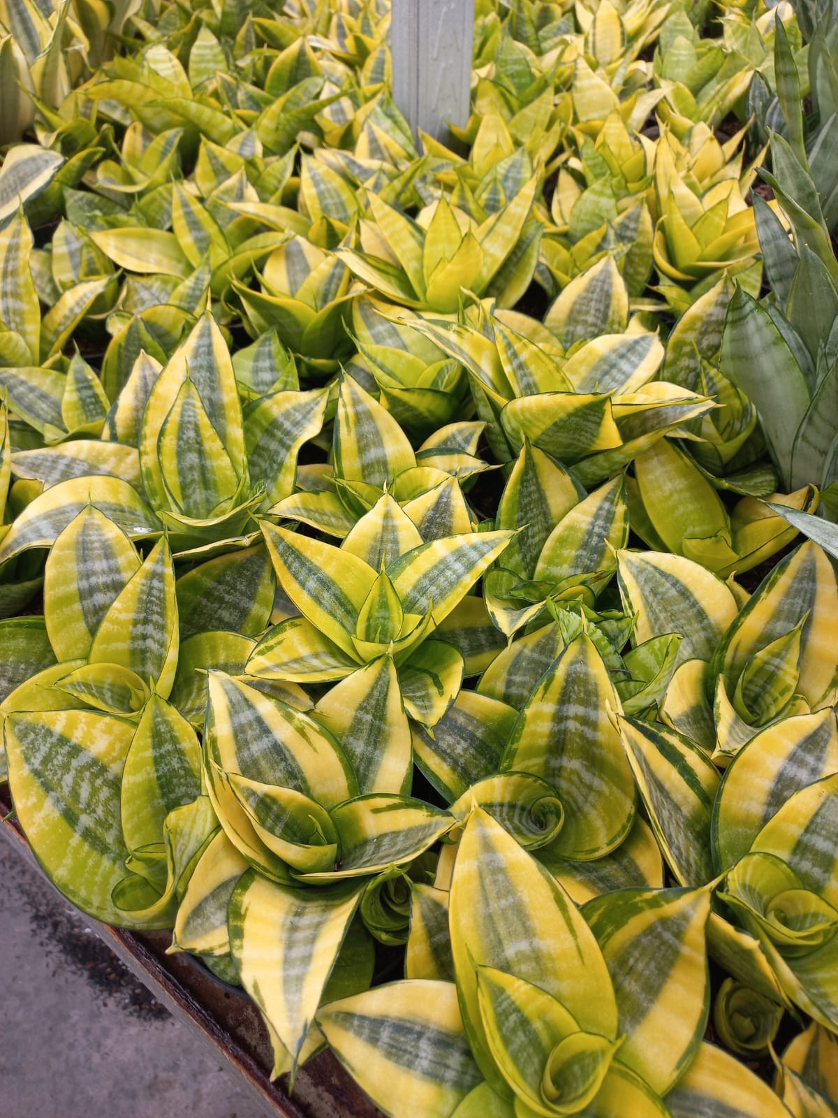Sansevieria Hahnii Philippines