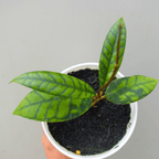 Hoya Calistophylla Black Cat