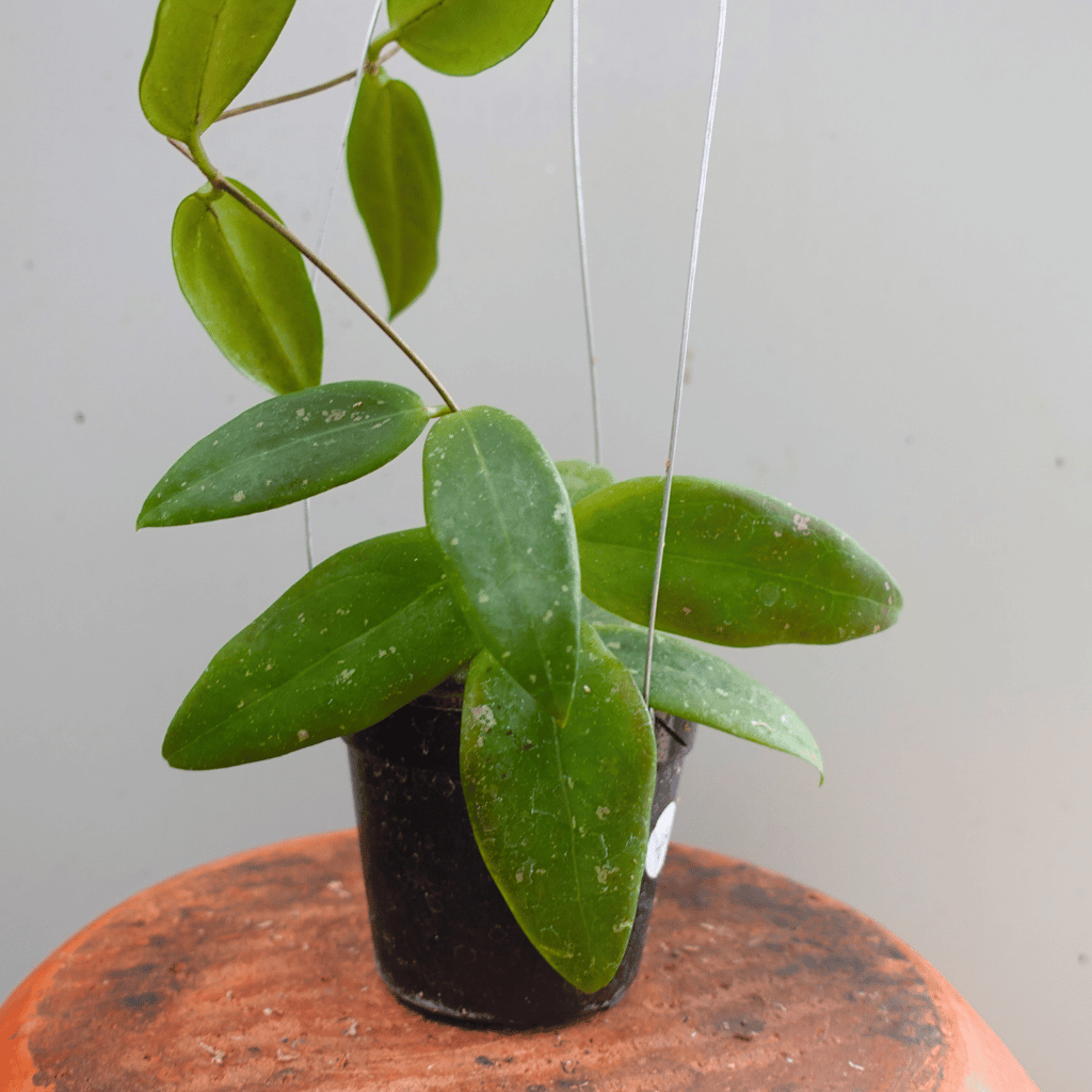 Hoya Forbesii Splash