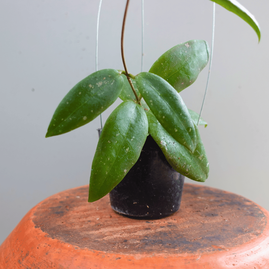Hoya Forbesii Splash