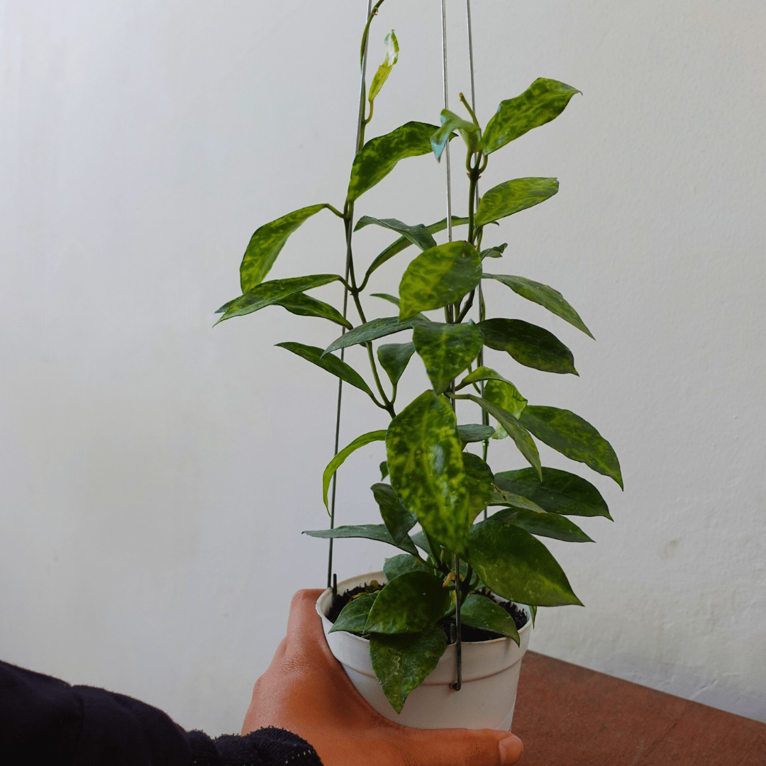 Hoya Lacunosa Amarillo