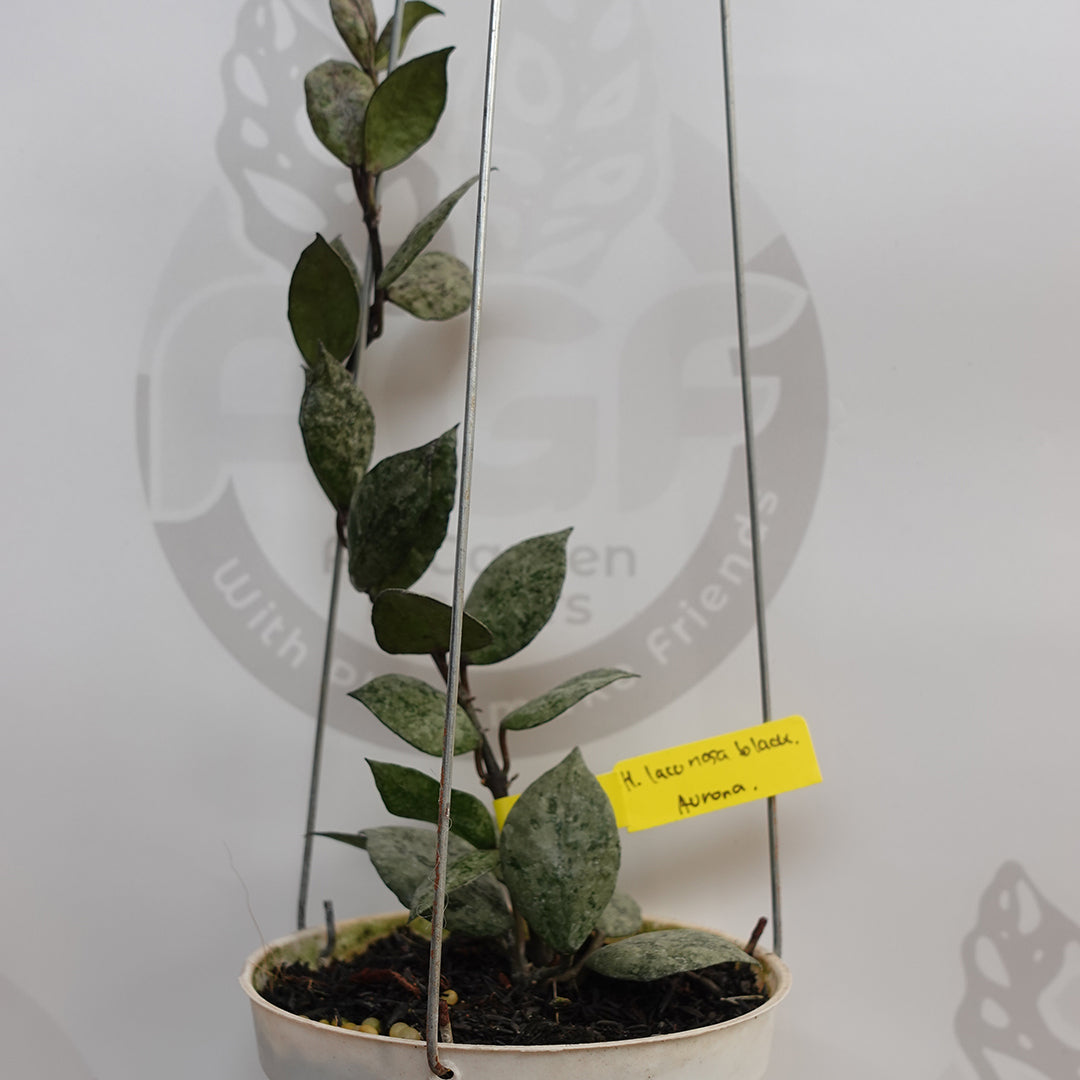 Hoya Lacunosa Black Aurora