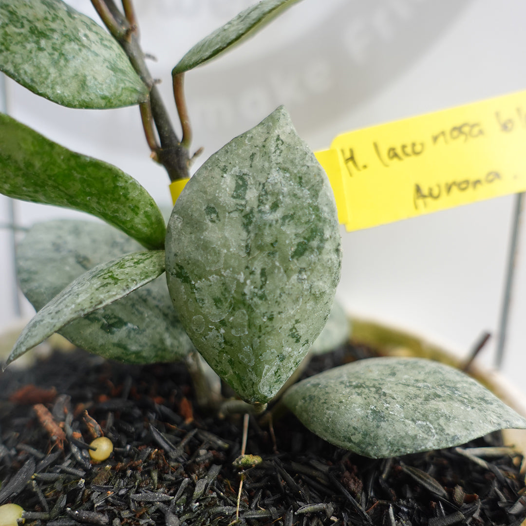Hoya Lacunosa Black Aurora