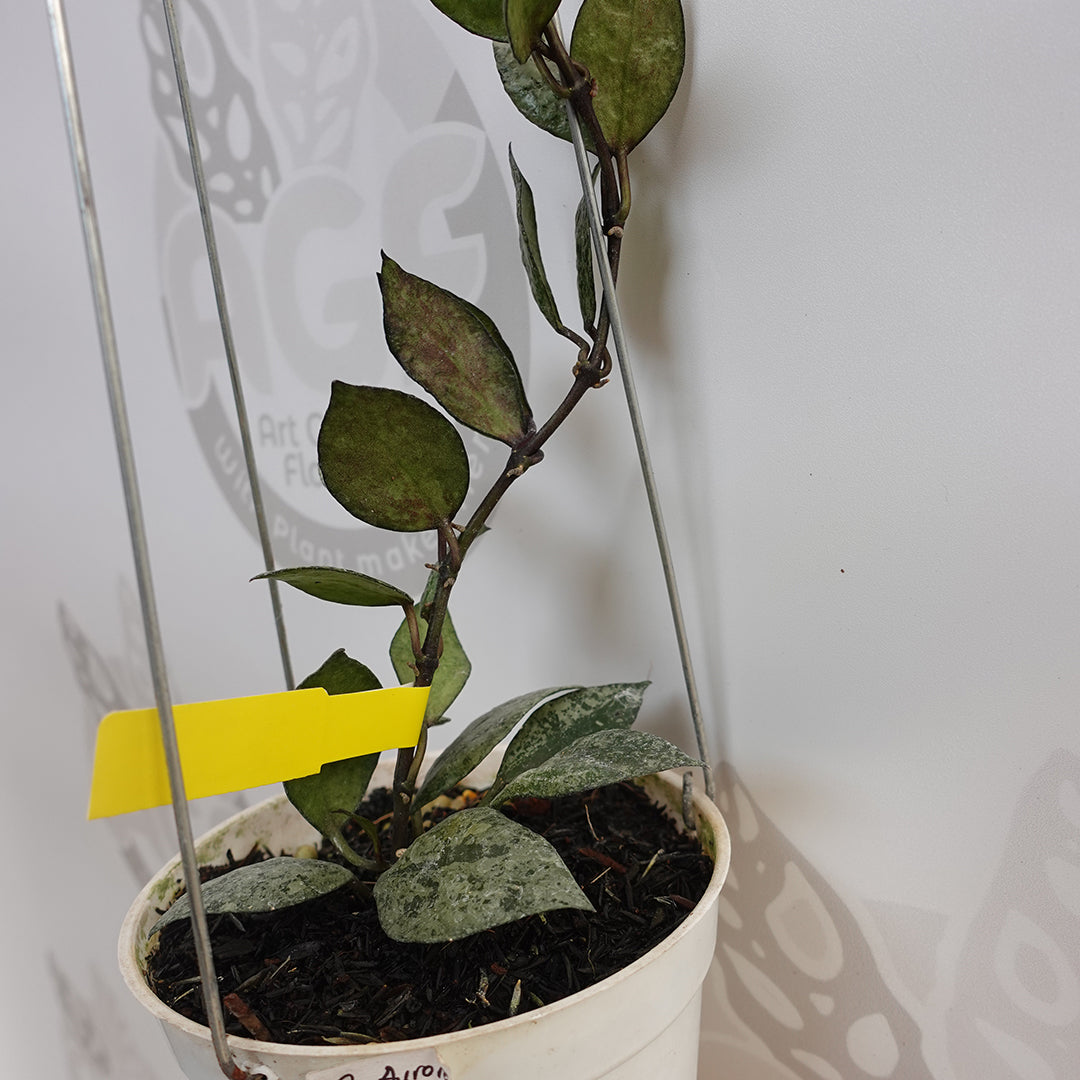 Hoya Lacunosa Black Aurora
