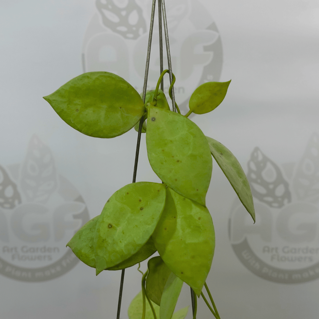 Hoya Lacunosa Fullmoon Coin
