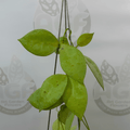 Hoya Lacunosa Fullmoon Coin