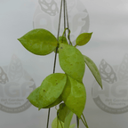Hoya Lacunosa Fullmoon Coin
