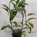 Hoya Lacunosa Gothic