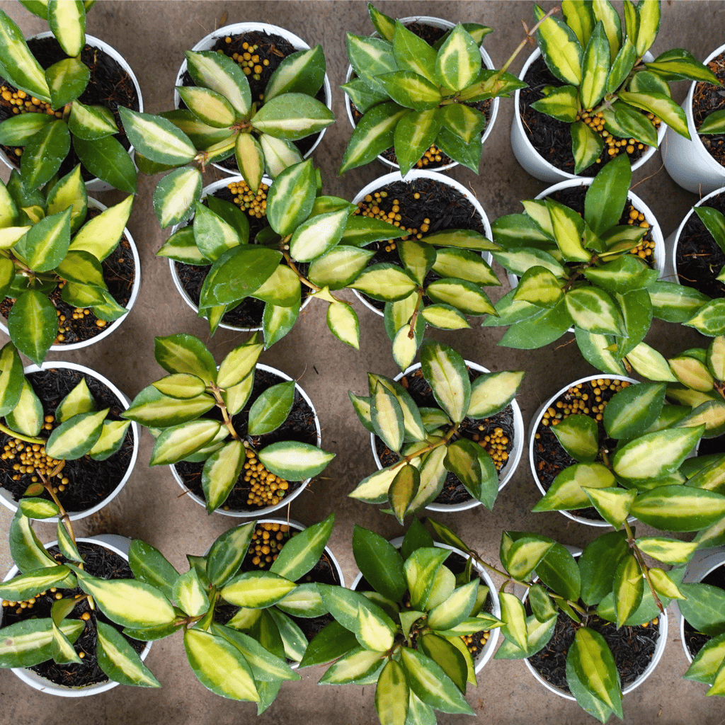 Hoya Lacunosa Midori
