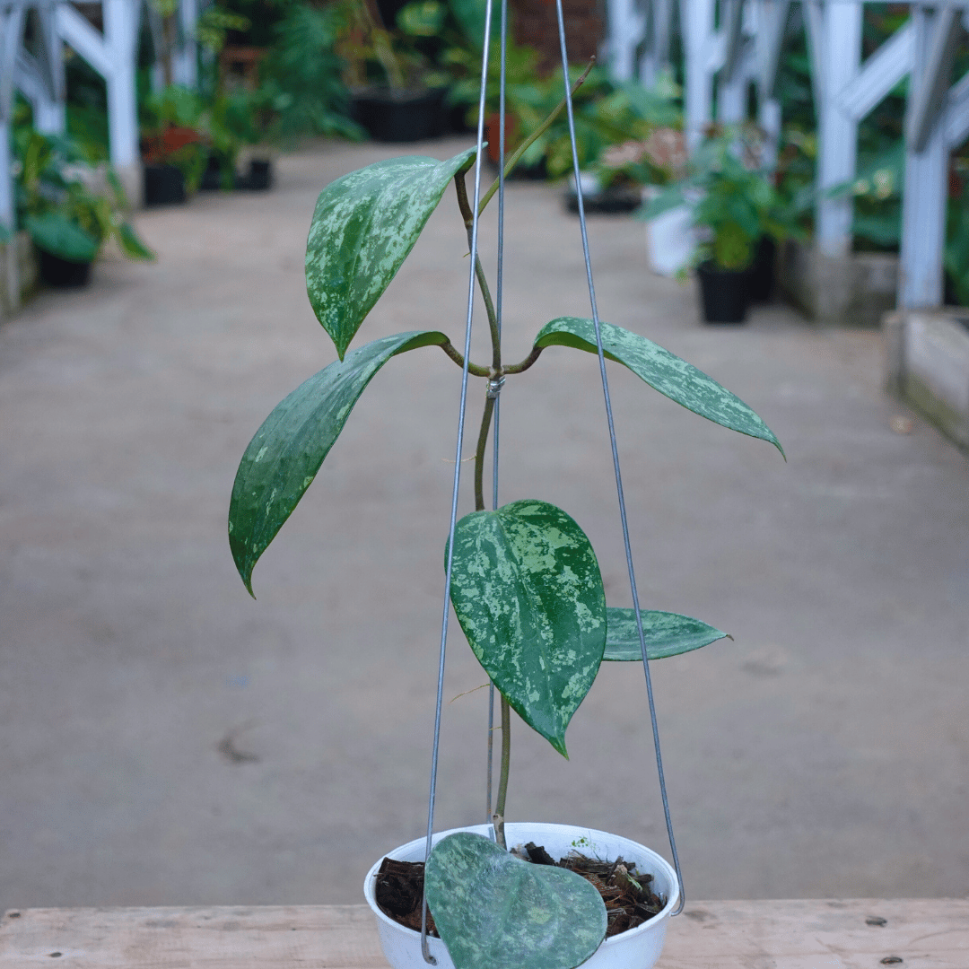 Hoya Latifolia Snow Queen