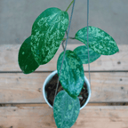 Hoya Latifolia Snow Queen