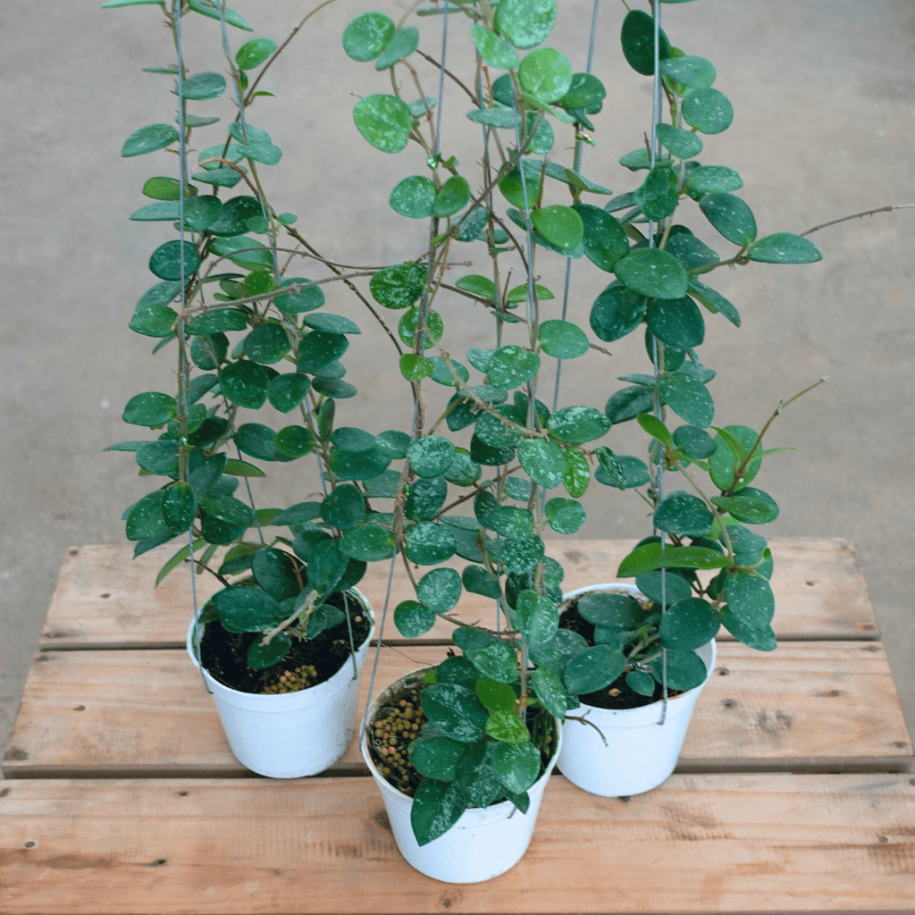 Hoya Matilde Splash