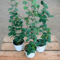 Hoya Matilde Splash