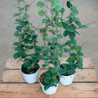 Hoya Matilde Splash