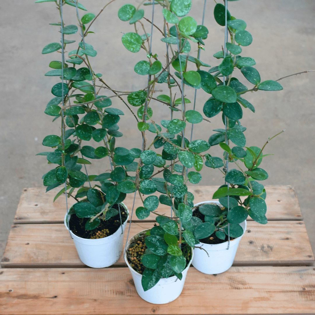Hoya Matilde Splash