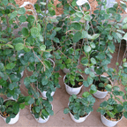 Hoya Matilde Splash
