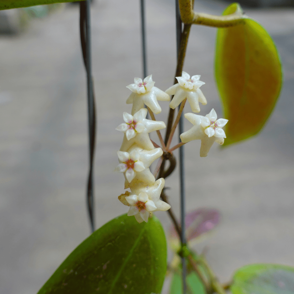 Hoya Minahasae