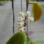 Hoya Minahasae