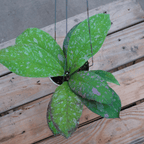 Hoya Mitrata Marble