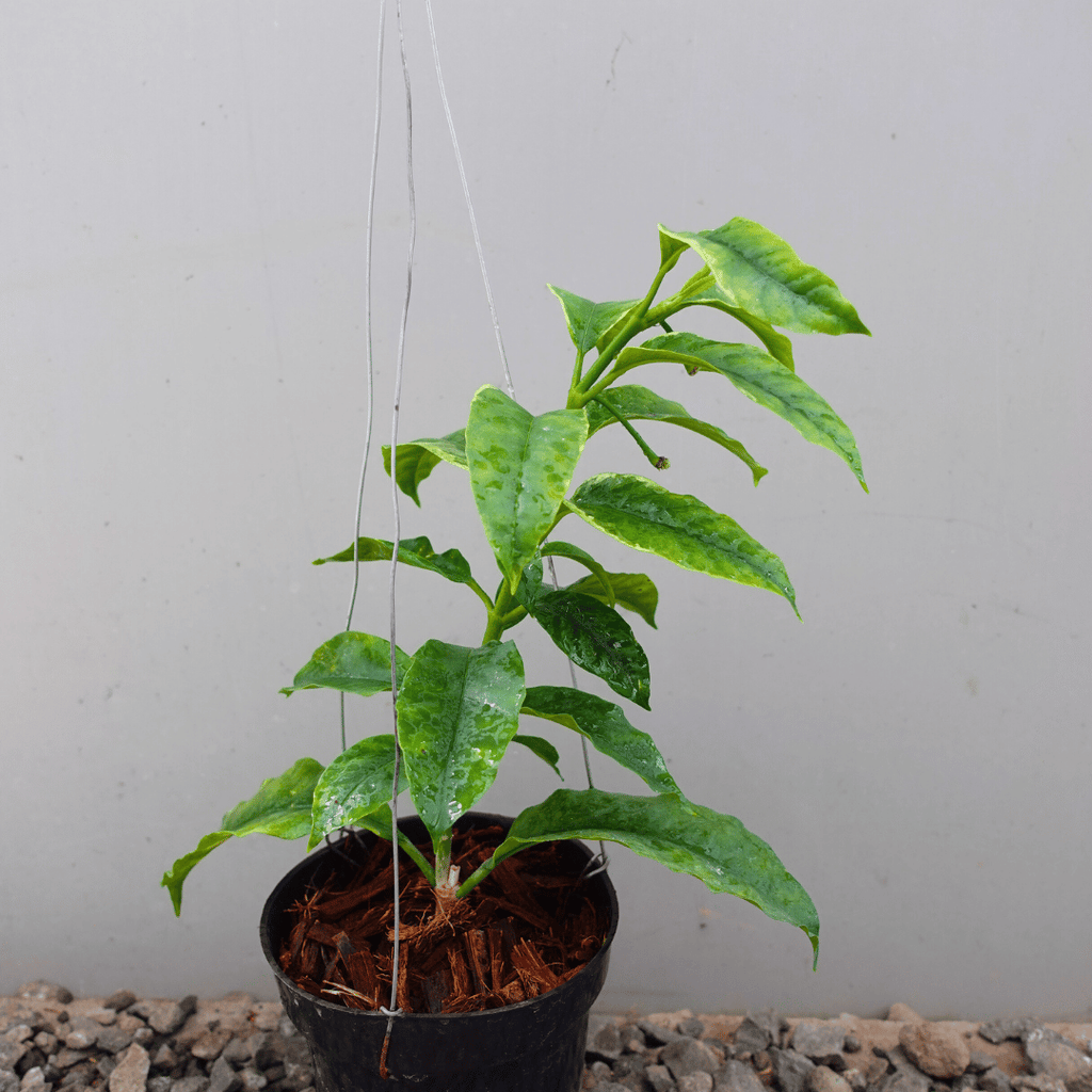 Hoya Multiflora Variegated