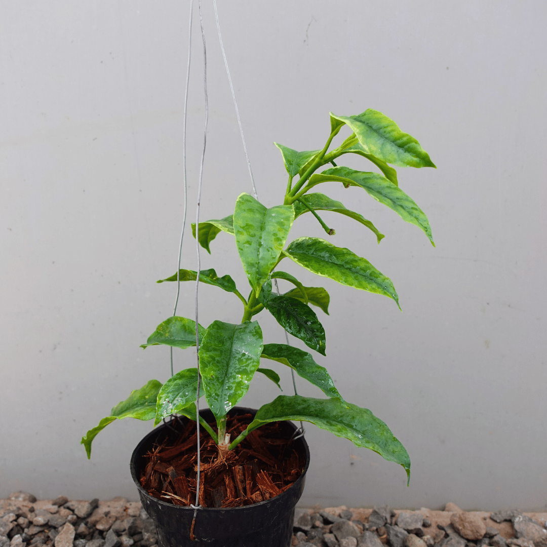 Hoya Multiflora Variegated
