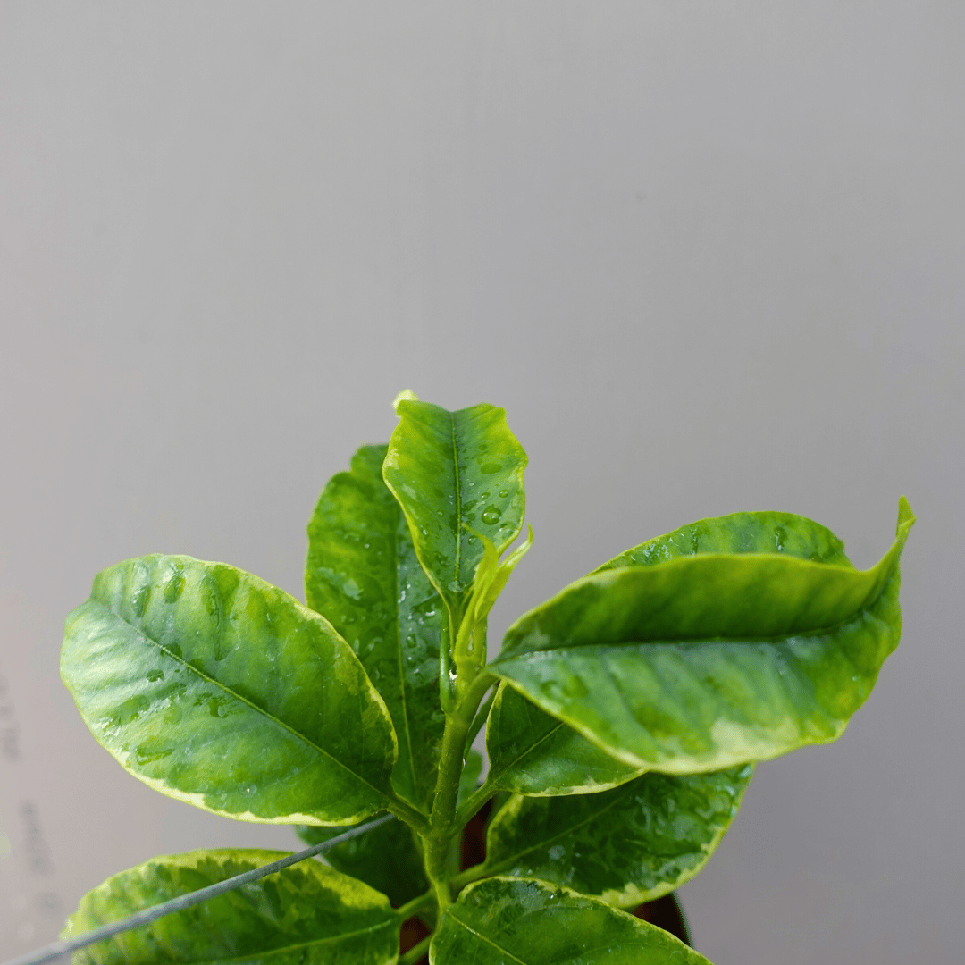 Hoya Multiflora Variegated