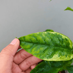 Hoya Multiflora Variegated
