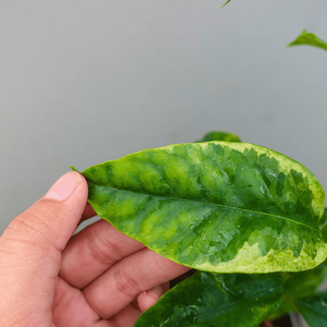 Hoya Multiflora Variegated