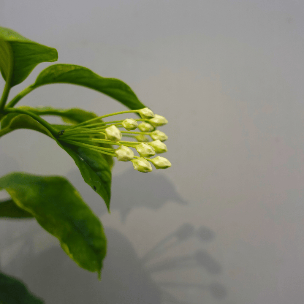 Hoya Multiflora Variegated