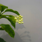 Hoya Multiflora Variegated