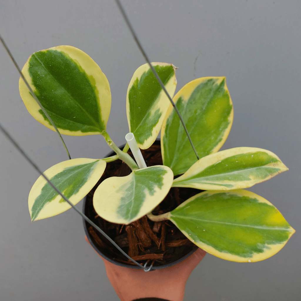 Hoya Pachyclada Outer Varigata